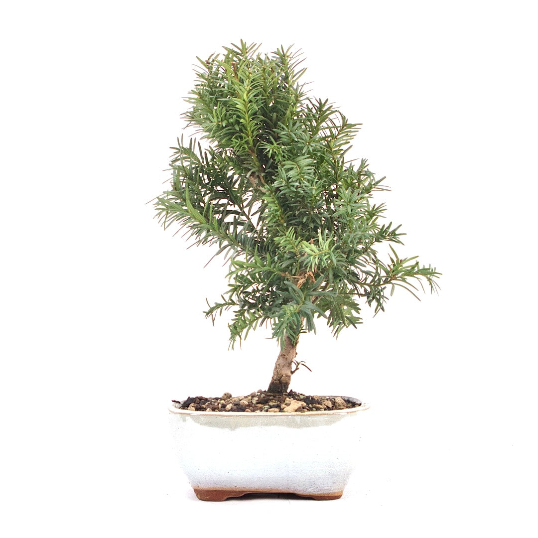 Eibe Hybrid 'Taxus media'